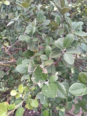 Ficus mollis
