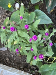 Gomphrena globosa