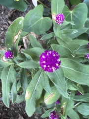 Gomphrena globosa