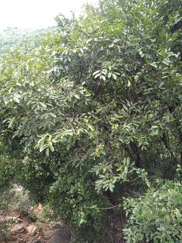 Diospyros ebenum observed 2021-11-04