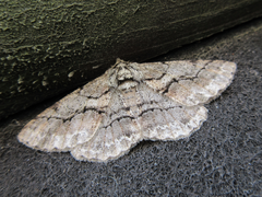 Megabiston plumosaria