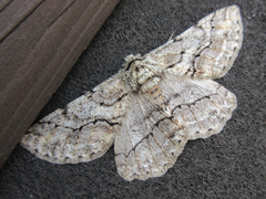 Megabiston plumosaria