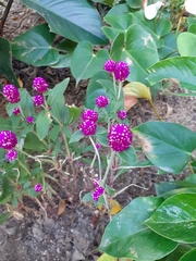 Gomphrena globosa