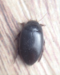 Agabus bipustulatus