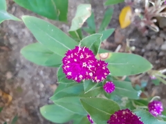 Gomphrena globosa