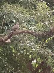 Streptopelia chinensis