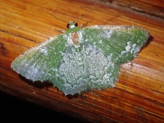 Eucyclodes albisparsa