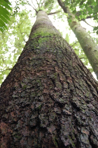 Chiapas white pine