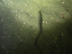 Gnathophis habenatus