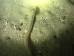 Gnathophis habenatus