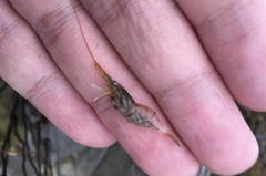 Palaemon pacificus