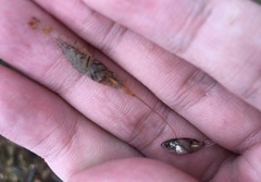Palaemon pacificus