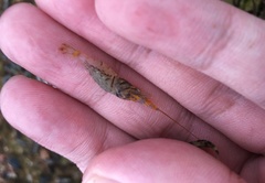 Palaemon pacificus
