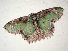 Eucyclodes discipennata