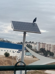 Corvus monedula cirtensis