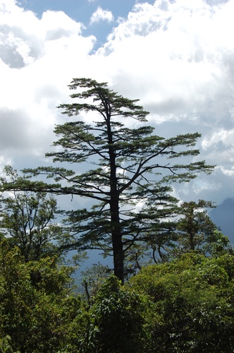 Chiapas white pine