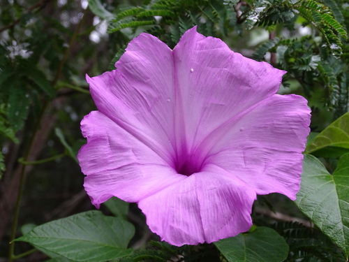 Image of Ipomoea jalapa by (c) Alexis López Hernández, some rights reserved (CC BY)