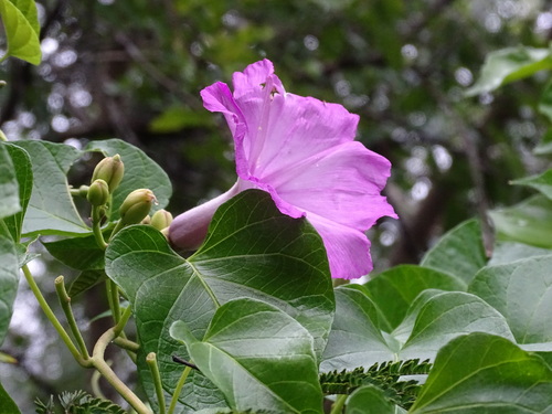Image of Ipomoea jalapa by (c) Alexis López Hernández, some rights reserved (CC BY)