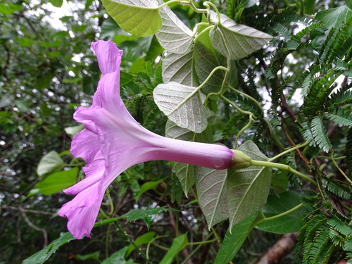 Image of Ipomoea jalapa by (c) Alexis López Hernández, some rights reserved (CC BY)