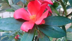 Camellia azalea