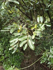 Diospyros ebenum