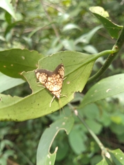 Glyphodes canthusalis