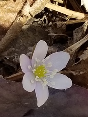 Hepatica
