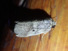 Eugoa crassa