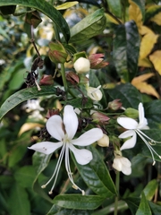 Clerodendrum nutans