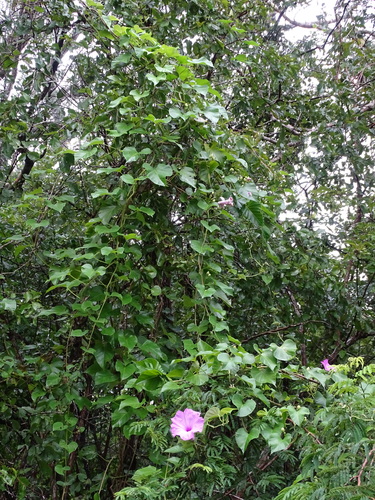 Image of Ipomoea jalapa by (c) Alexis López Hernández, some rights reserved (CC BY)