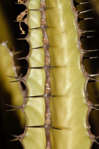 Euphorbia griseola subsp. griseola image