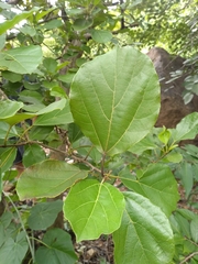 Cordia monoica