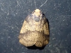 Eugoa muluana