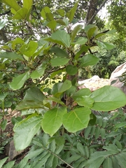 Cordia monoica