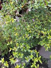 Neea buxifolia