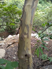 Cordia monoica
