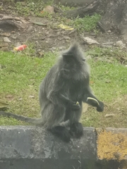 Trachypithecus selangorensis