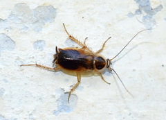 Phyllodromica
