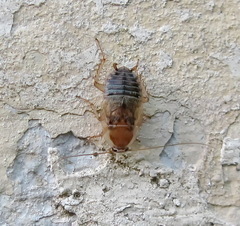 Phyllodromica
