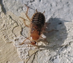 Phyllodromica