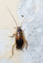 Phyllodromica