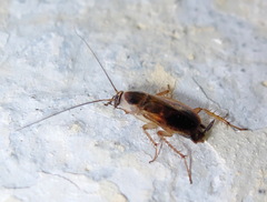 Phyllodromica
