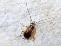 Phyllodromica