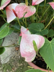 Anthurium