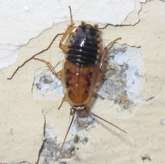 Phyllodromica