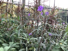 Ruellia simplex
