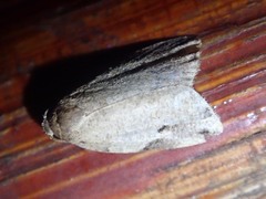 Eugoa turbida
