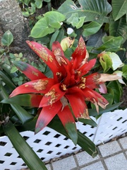 Bromeliaceae