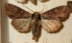Apamea crenata
