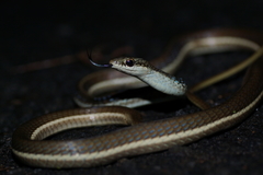 Dendrelaphis subocularis